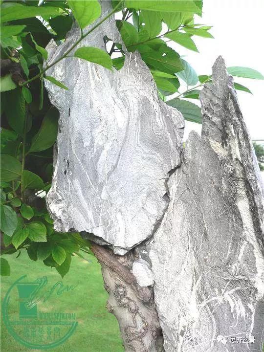 韩学年的相思附石盆景《共峥嵘》创作小记