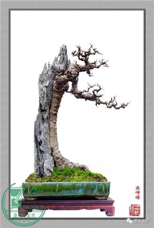 韩学年的相思附石盆景《共峥嵘》创作小记