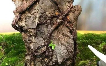 难得一见的附石铁包金盆景 图片