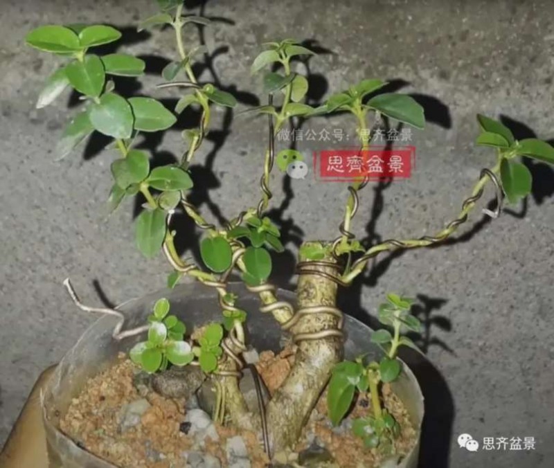 图解 怎么制作抱石寿娘子盆景的17个步骤