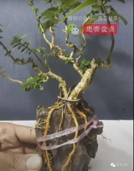 图解 怎么制作抱石寿娘子盆景的17个步骤