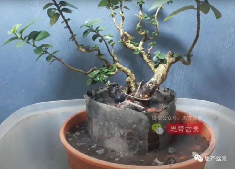 图解 怎么制作抱石寿娘子盆景的17个步骤