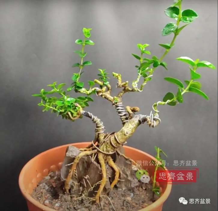 图解 怎么制作抱石寿娘子盆景的17个步骤