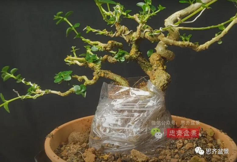 图解 怎么制作抱石寿娘子盆景的17个步骤