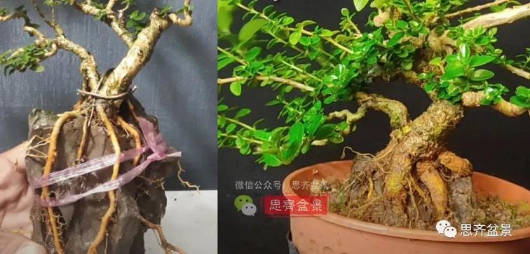 图解 怎么制作抱石寿娘子盆景的17个步骤