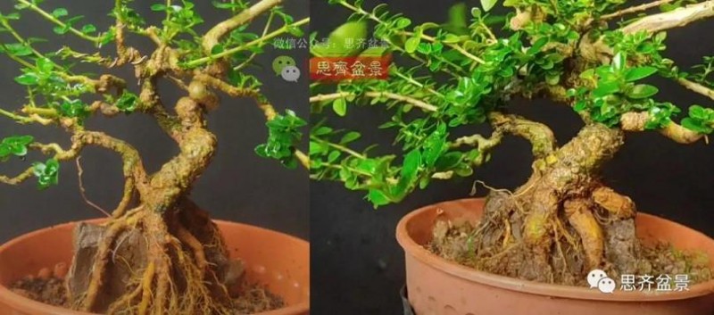 图解 怎么制作抱石寿娘子盆景的17个步骤