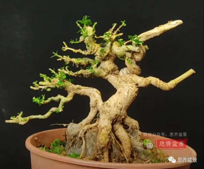 图解 怎么制作抱石寿娘子盆景的17个步骤