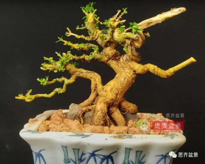 图解 怎么制作抱石寿娘子盆景的17个步骤