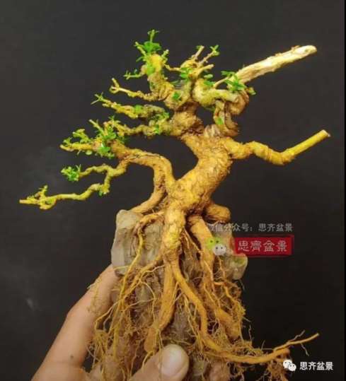 图解 怎么制作抱石寿娘子盆景的17个步骤