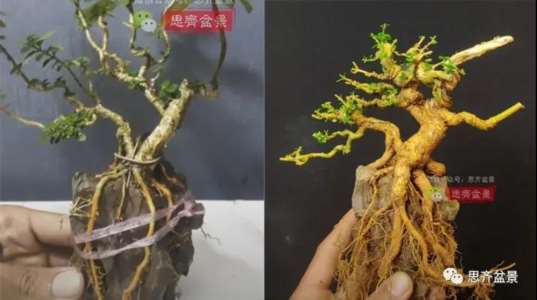 图解 怎么制作抱石寿娘子盆景的17个步骤
