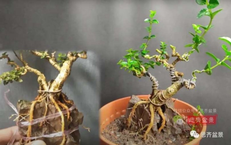 图解 怎么制作抱石寿娘子盆景的17个步骤