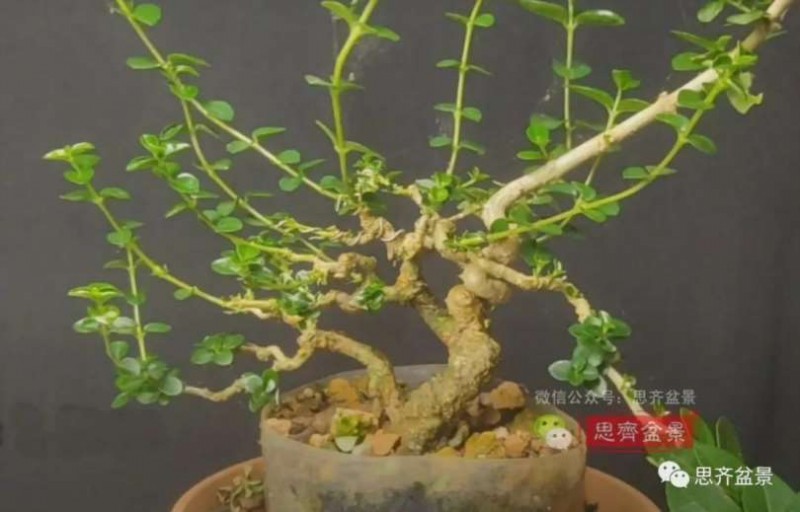 图解 怎么制作抱石寿娘子盆景的17个步骤