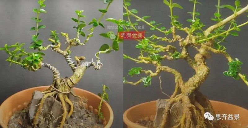 图解 怎么制作抱石寿娘子盆景的17个步骤