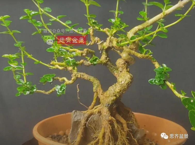 图解 怎么制作抱石寿娘子盆景的17个步骤