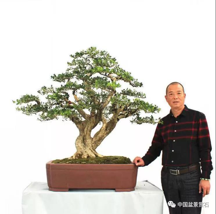 小微盆景布展如何创新升级的建议与思路