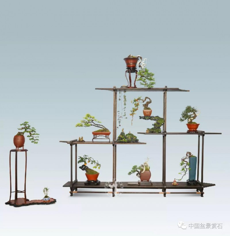 小微盆景布展如何创新升级的建议与思路