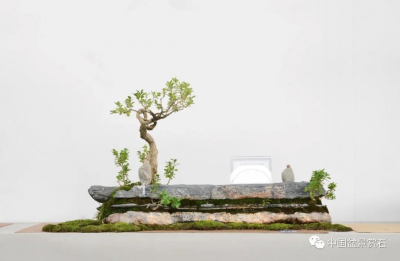 小微盆景布展如何创新升级的建议与思路