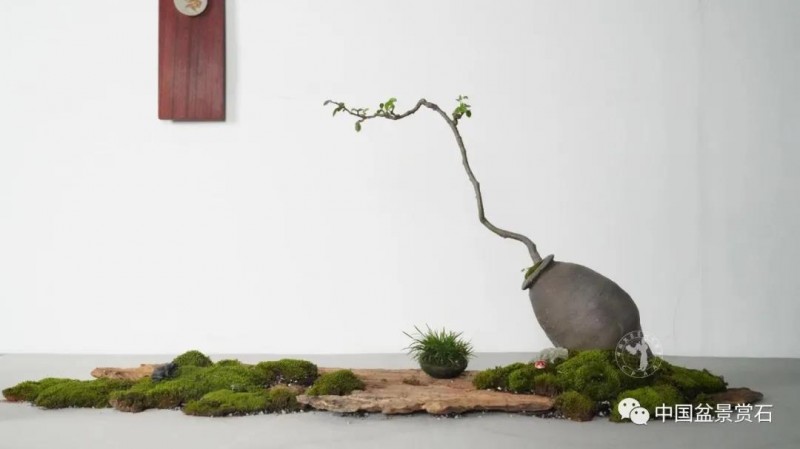 小微盆景布展如何创新升级的建议与思路