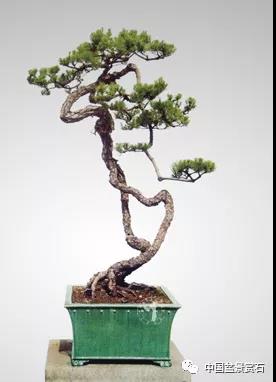 盆景意境的审美体系构成与创构途径 图片