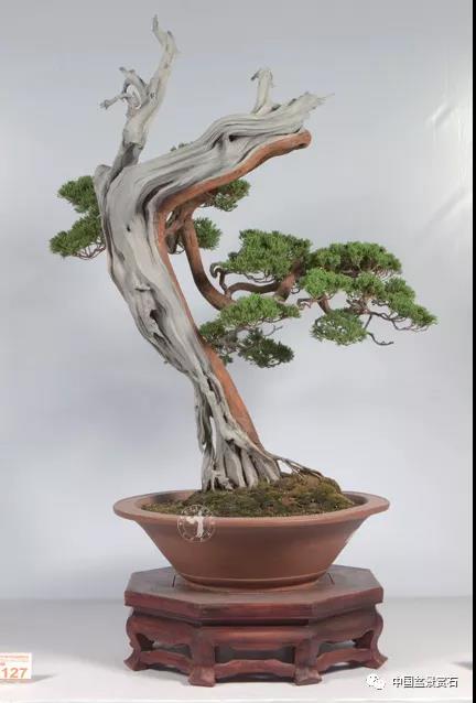 盆景意境的审美体系构成与创构途径 图片