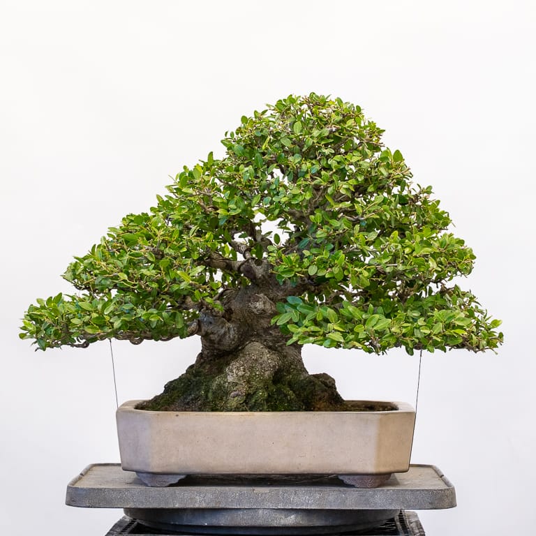 太平洋盆景博览会网站上线 图片