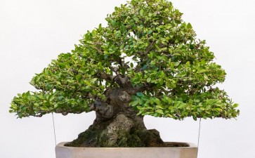 太平洋盆景博览会网站上线 图片