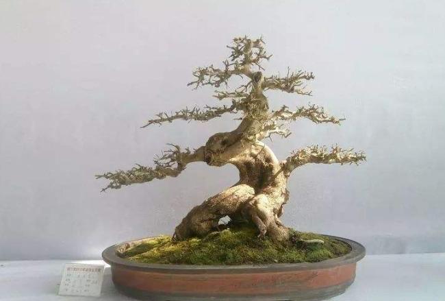 记第三届湖北盆景评比展览