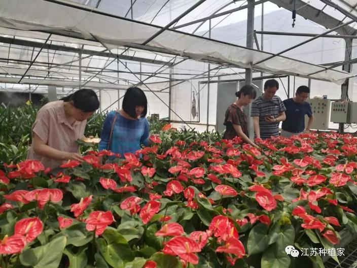保护花卉栽培设施怎么发展的7个问题