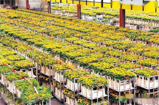 保护花卉栽培设施怎么发展的7个问题