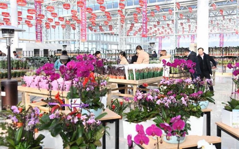 保护花卉栽培设施怎么发展的7个问题