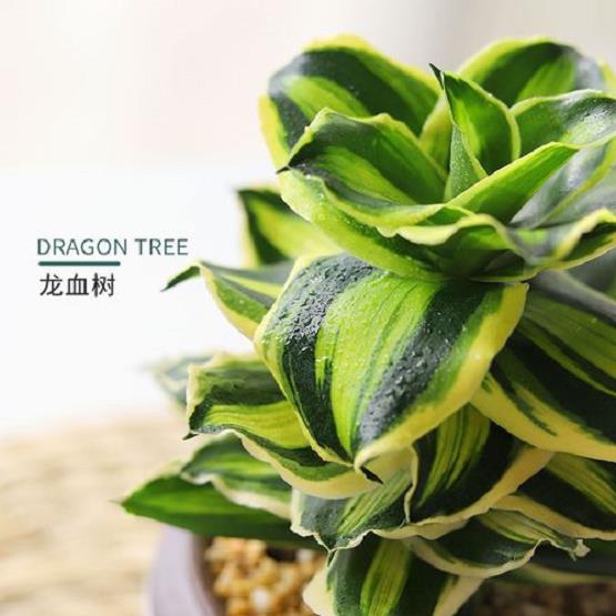 花叶龙血树怎么浇水施肥