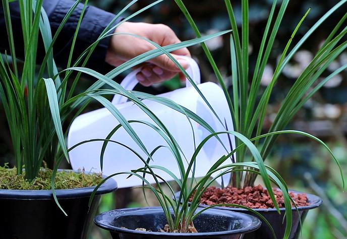 兰花缺少化肥的11个表现