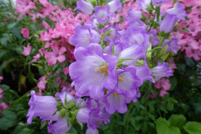 新西兰四月怎么种植花卉的3个方法 图片