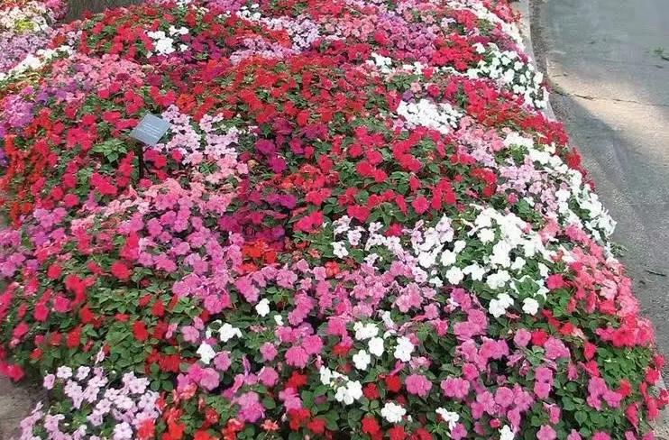 新西兰本土植物园区有哪些 图片