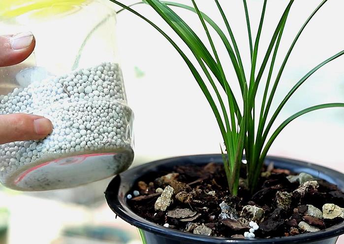 野生兰花怎么依期施肥的5个方法