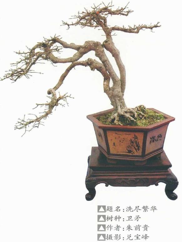 适合做盆景的4个卫矛品种 图片