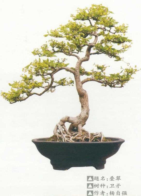 适合做盆景的4个卫矛品种 图片