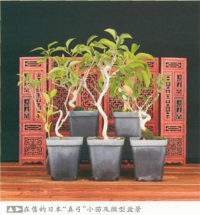 适合做盆景的4个卫矛品种 图片