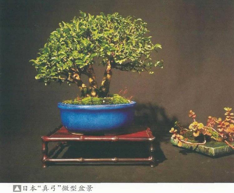 卫矛盆景怎么造型培养的4个方法 图片