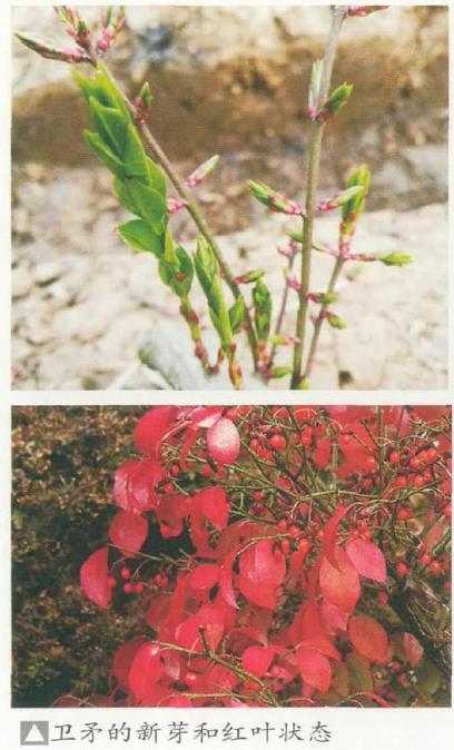 卫矛盆景怎么造型培养的4个方法 图片