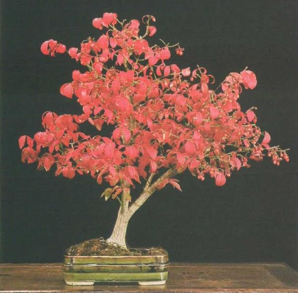 卫矛盆景的3个独特魅力是什么 图片