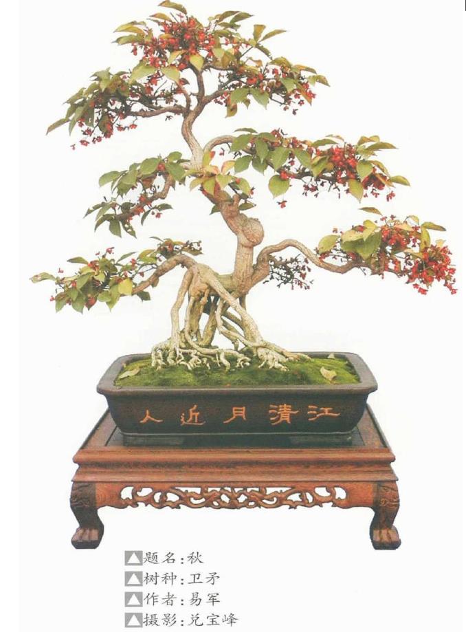 卫矛盆景的3个独特魅力是什么 图片