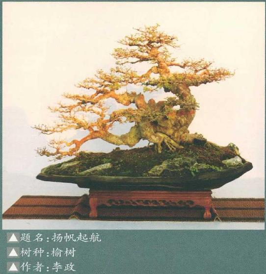 2021 阜阳市第三届盆景展 图片