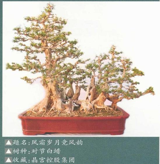 2021 阜阳市第三届盆景展 图片