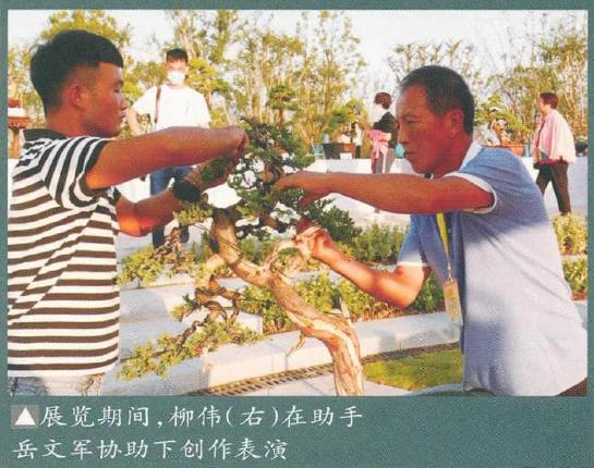 2021 阜阳市第三届盆景展 图片