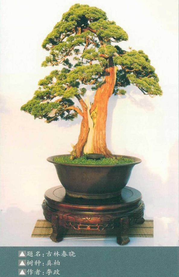 2021 阜阳市第三届盆景展 图片