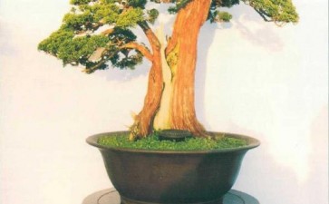 2021 阜阳市第三届盆景展 图片