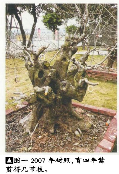 图解 韩学年培育陌生杂木盆景的5个过程