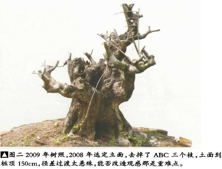 图解 韩学年培育陌生杂木盆景的5个过程