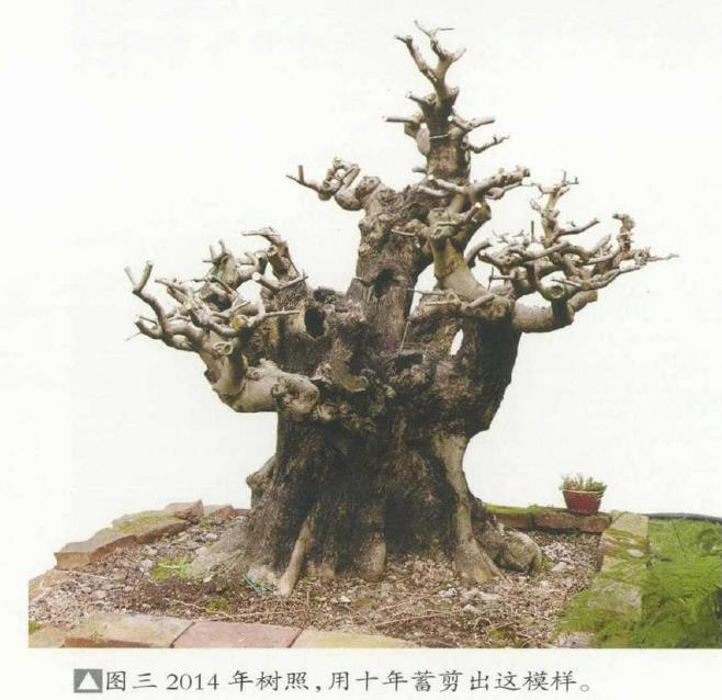 图解 韩学年培育陌生杂木盆景的5个过程